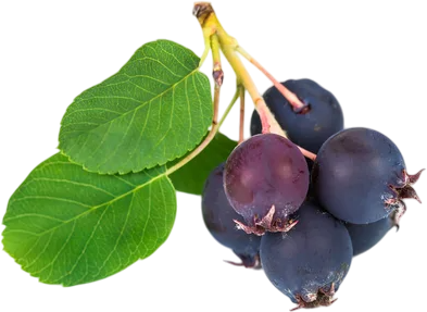 <span color-type="color" style="color: #380d2f;">Подходит ли ирга для климата Кыргыстана?</span><br>